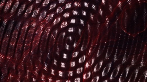 Flesh
