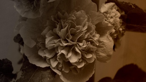 Flower Power