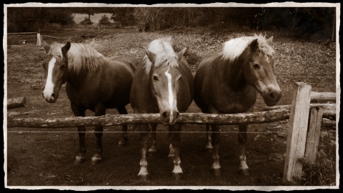 Haflinger