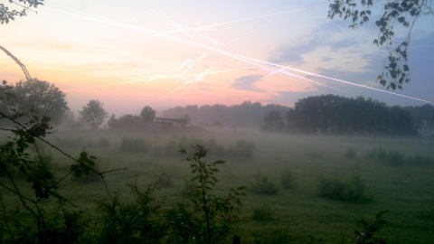 Morning Glory