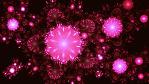 Pink flowers