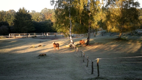 Ponies