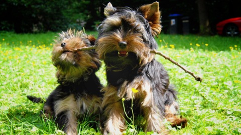 Yorkie power