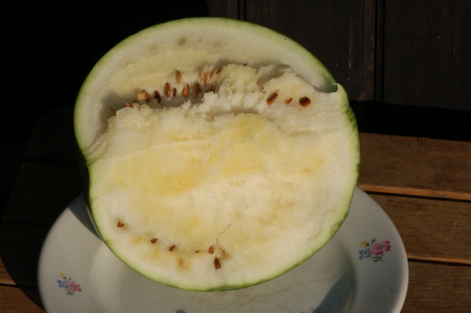 125 Samen Melone Charentais Warzen- Sorte Traditionelle Französisch 