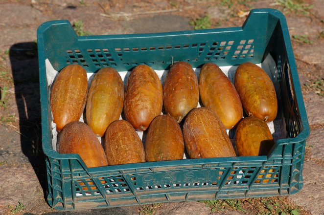 1117S - Gurke "Braune Sibirische"